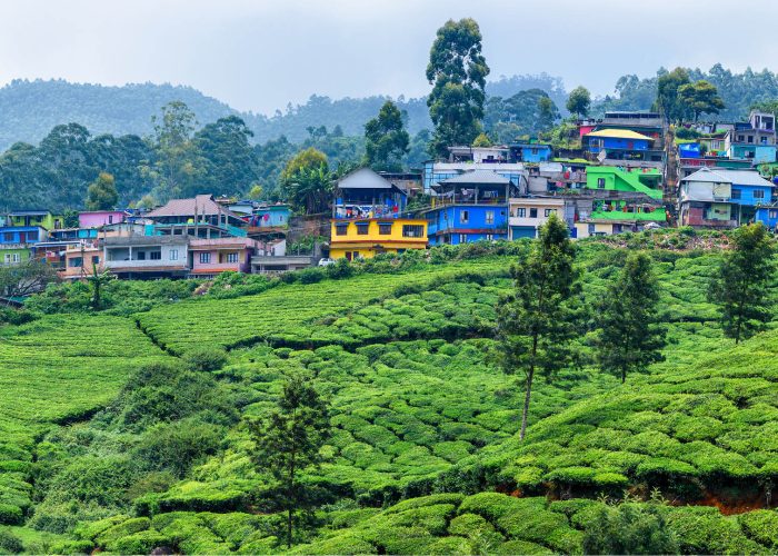 aavas-munnar-002 aavas-munnar-002